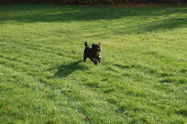 Blanding af racer Molly :P - SE MIG! billede 6