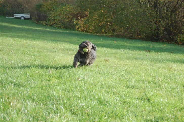 Blanding af racer Molly :P - Se hvor hurtigt jeg kan løbe. billede 7
