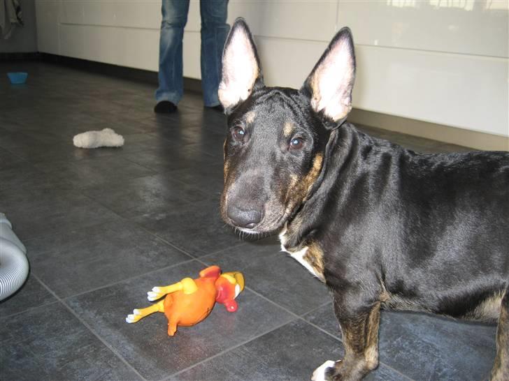 Bullterrier Cozmo  * R.I.P * billede 13