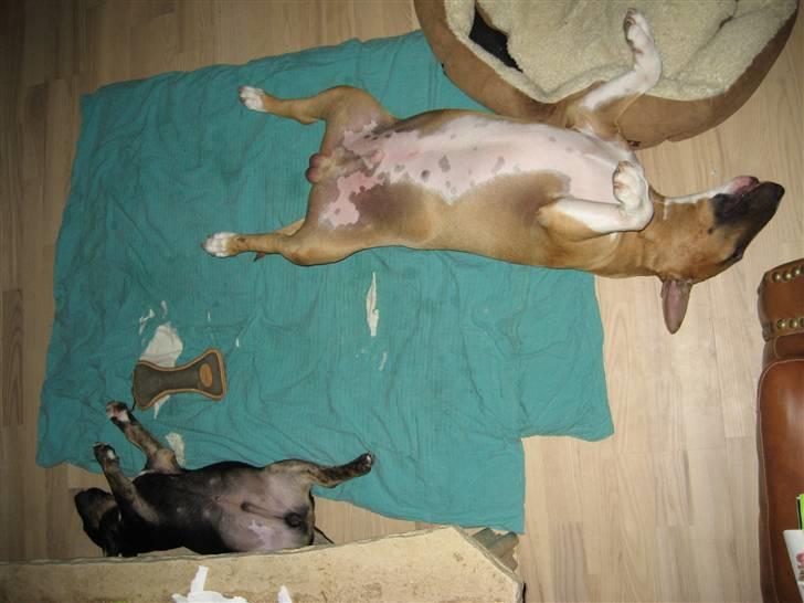 Bullterrier Cozmo  * R.I.P * billede 14