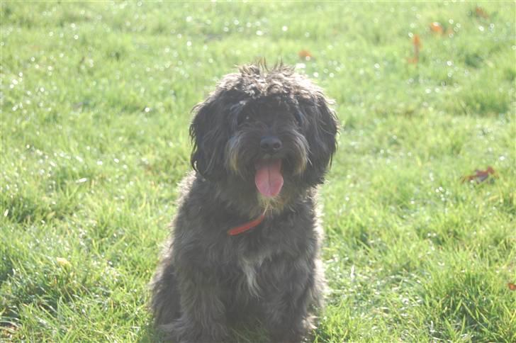 Blanding af racer Molly :P - ej det er hårdt at løbe så meget. billede 8