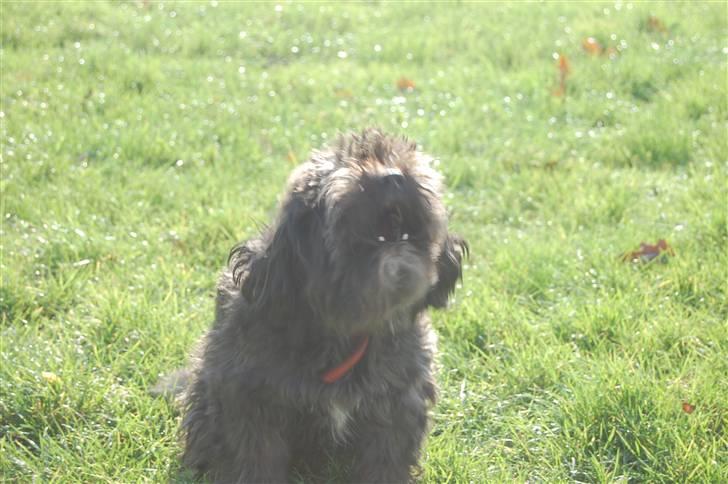 Blanding af racer Molly :P - kom nu videre.... billede 9