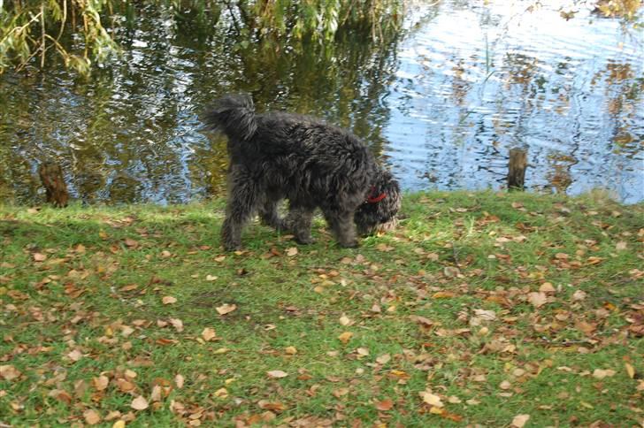 Blanding af racer Molly :P - "Hmm, det dufter godt." billede 10