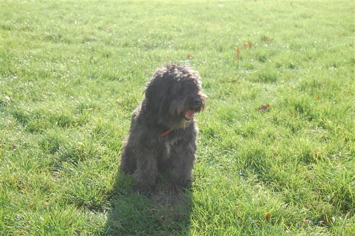 Blanding af racer Molly :P - Kom nu! billede 11