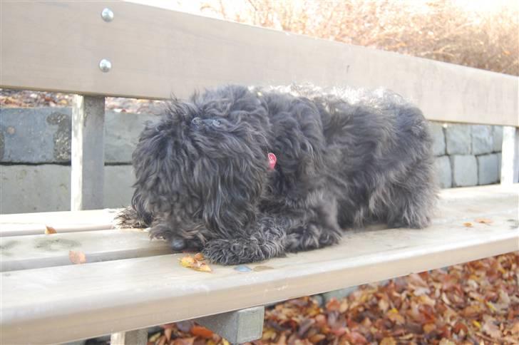 Blanding af racer Molly :P - lækkert, umm, bold, lækkeret,.  billede 12