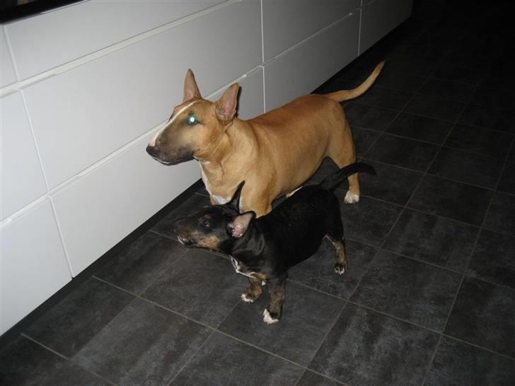 Bullterrier Cozmo  * R.I.P * billede 15