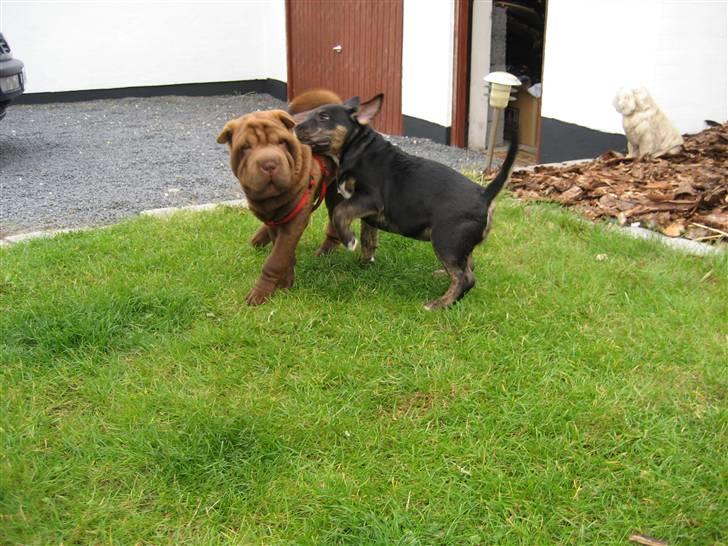 Bullterrier Cozmo  * R.I.P * billede 16