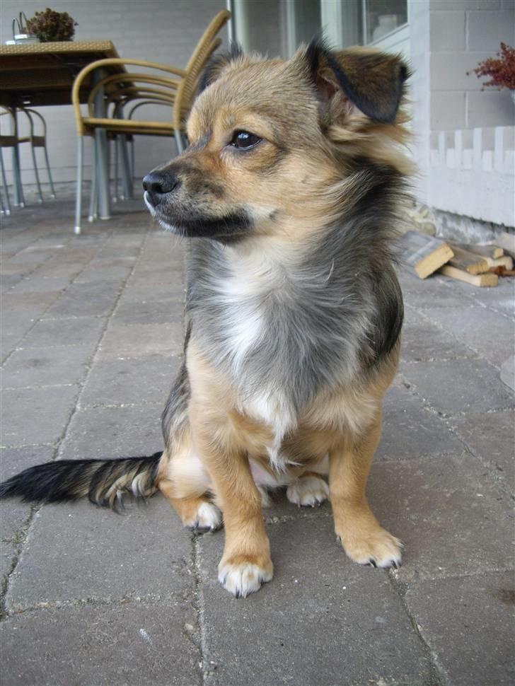 Chihuahua Gucci - I Love You skat <33 billede 1