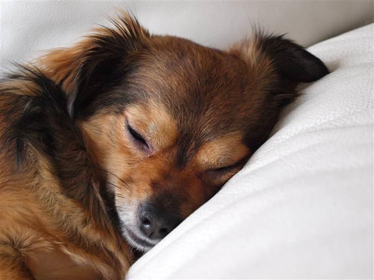 Chihuahua Gucci - Mig og Gucci i julland i Febuar o9 billede 2