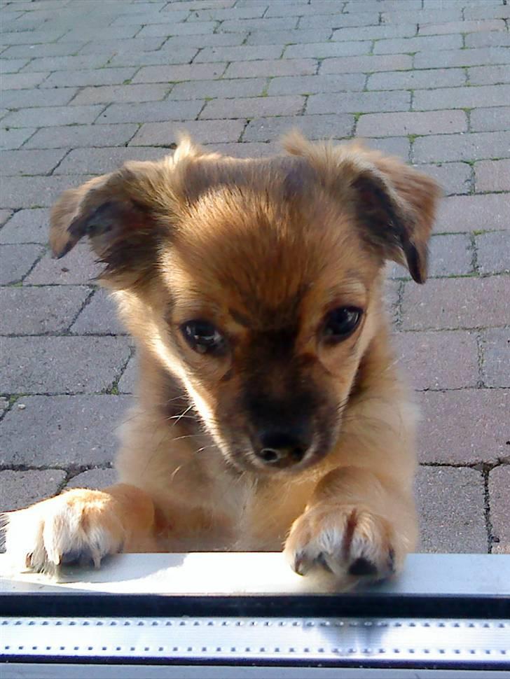 Chihuahua Gucci - elsker det billede af ham billede 3