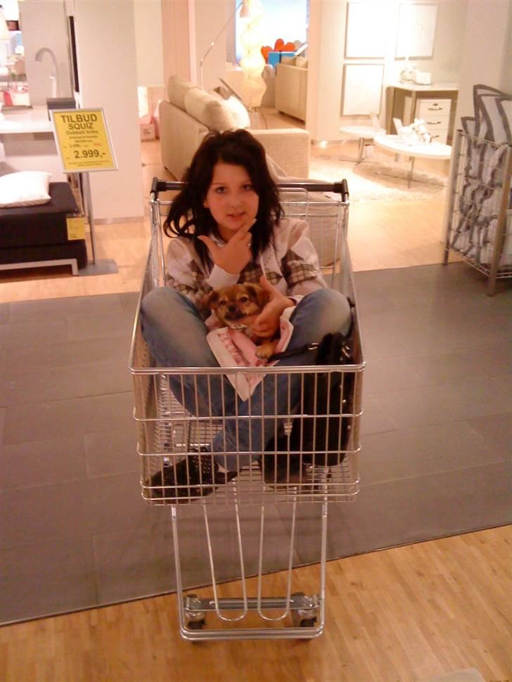 Chihuahua Gucci - GAMMELT! Mig og Gucci som er i Ilva billede 4