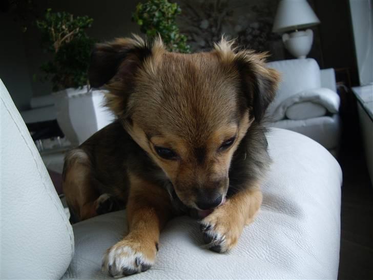 Chihuahua Gucci - Gucci vasker sin pote ;D billede 5