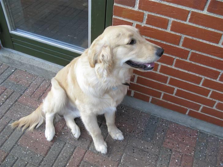 Golden retriever Felix billede 1