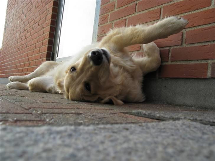 Golden retriever Felix billede 2