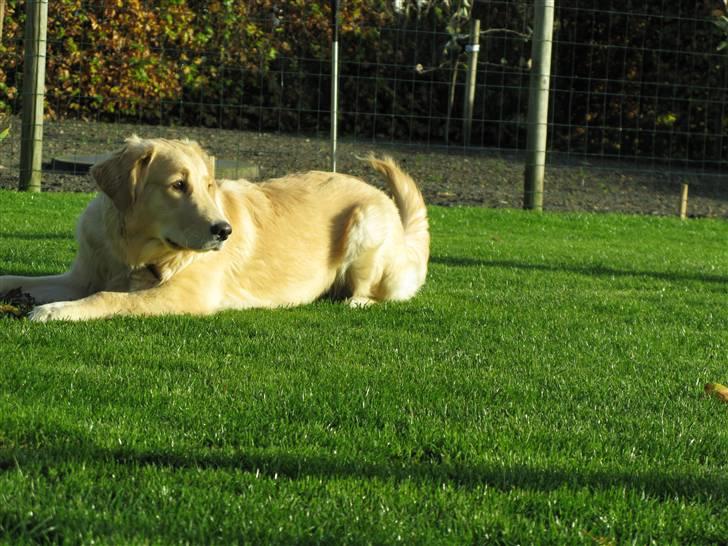 Golden retriever Felix billede 3