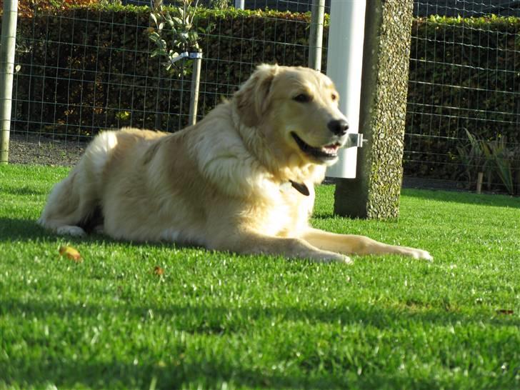 Golden retriever Felix billede 4