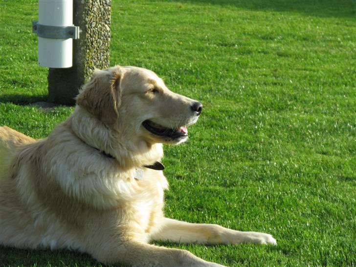 Golden retriever Felix billede 5