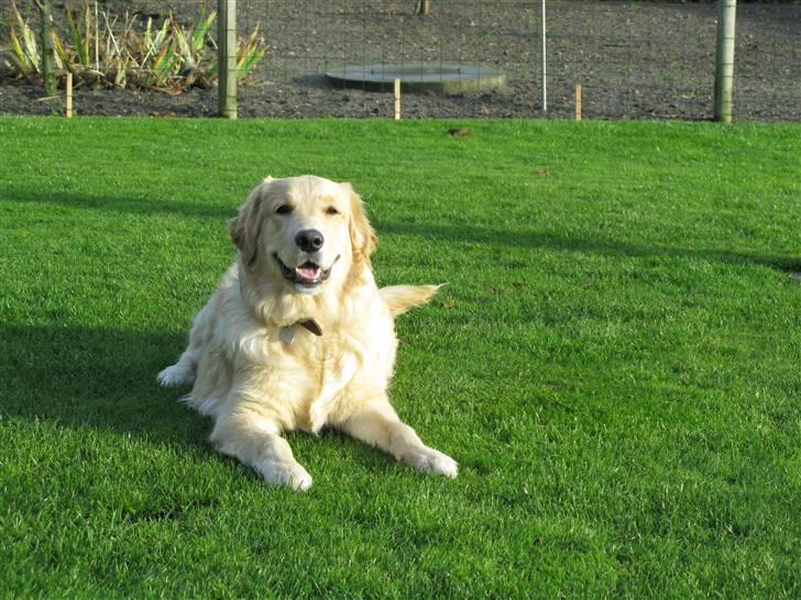 Golden retriever Felix billede 6