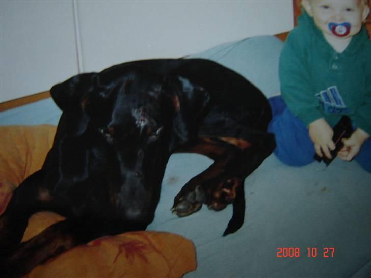 Dobermann Torontos Lady - da hun lige var blevet kørt ned billede 7