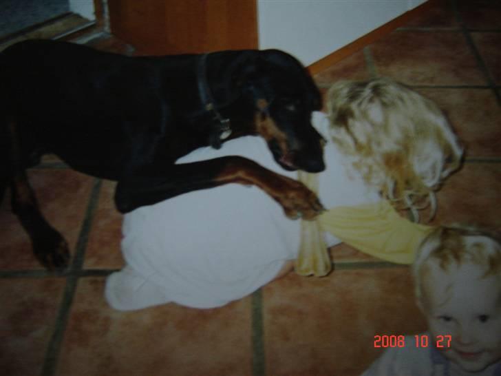 Dobermann Torontos Lady - her overfalder hun mig billede 8