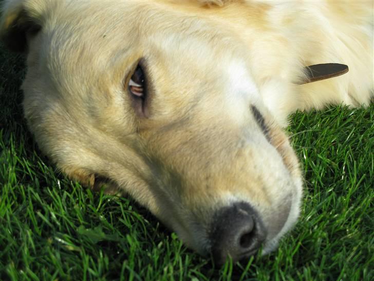Golden retriever Felix billede 7