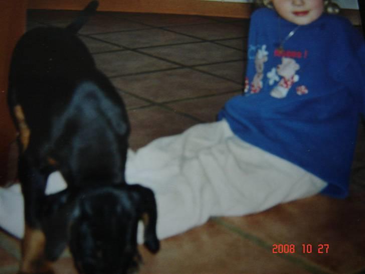 Dobermann Torontos Lady - Lady som lille hvalp billede 9