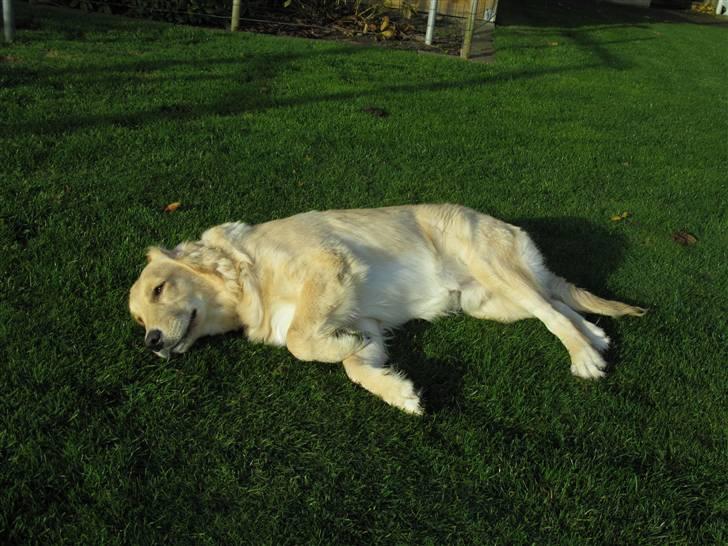 Golden retriever Felix billede 8