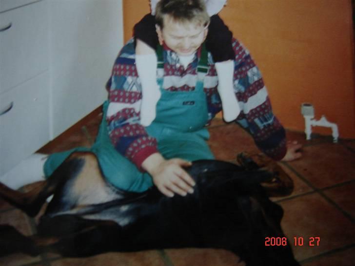 Dobermann Torontos Lady billede 10