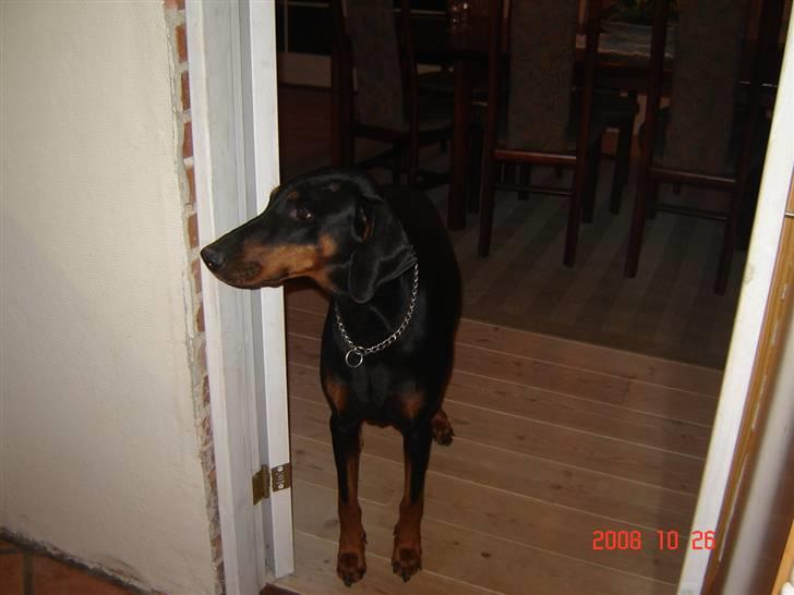 Dobermann Torontos Lady billede 11