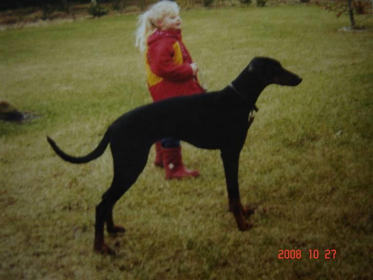 Dobermann Torontos Lady billede 12