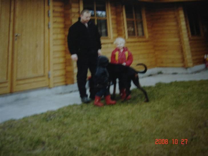 Dobermann Torontos Lady billede 13