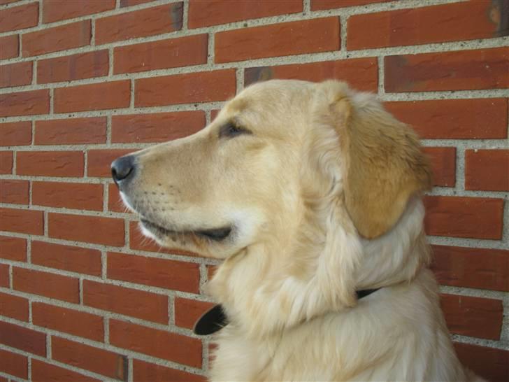 Golden retriever Felix billede 9