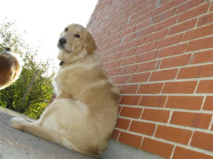Golden retriever Felix billede 10