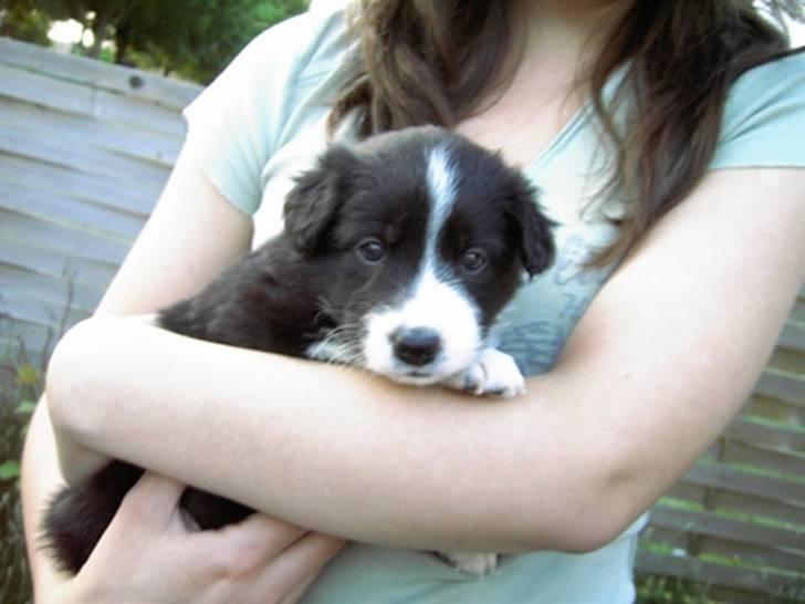 Blanding af racer Tika - Så lille vat Tika, da vi så hende for første gang. NÅH!! billede 12