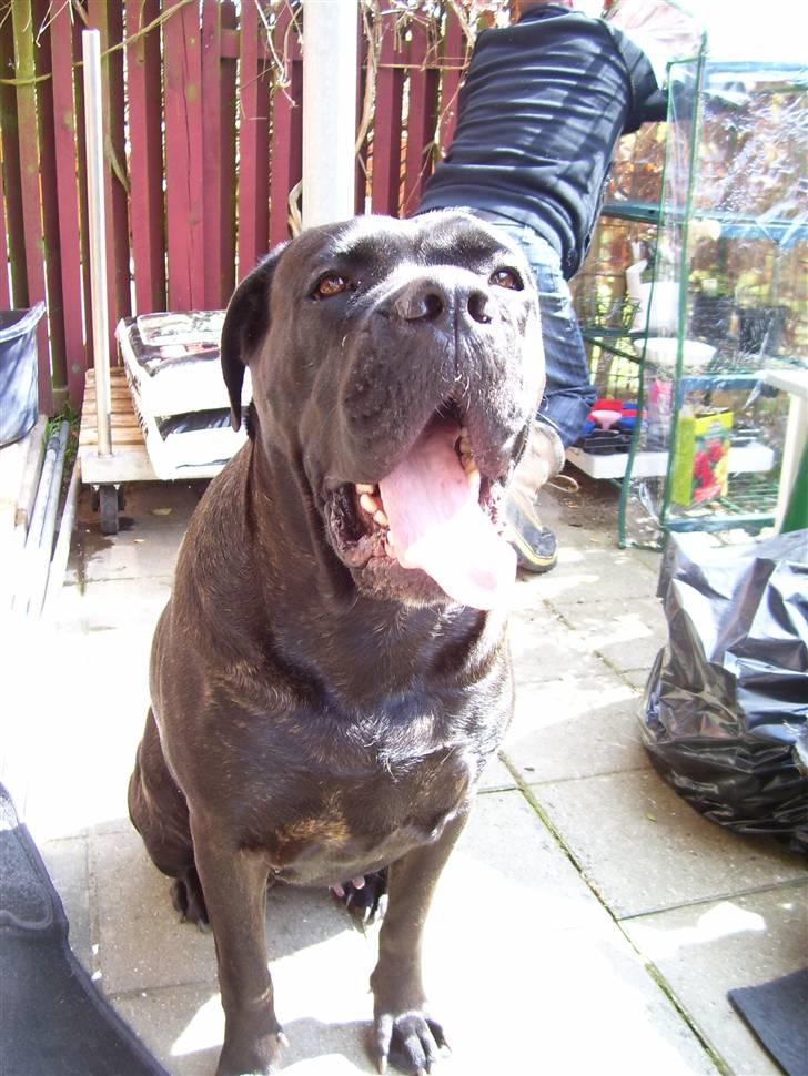 Cane corso Capri billede 1