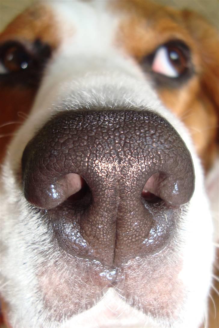 Beagle Zenta - Hehe såå smuk er hun :b billede 18