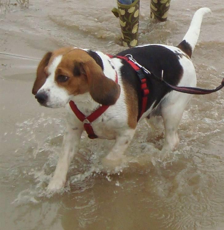 Beagle Zenta - Oversvømmelse :D bare ud og svømme billede 19