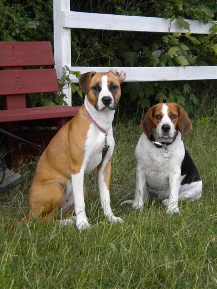 Beagle Zenta - Farvel ;) siger Zenta og Trixi ;) billede 20