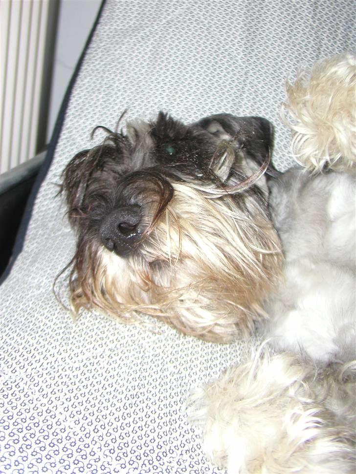 Mellemschnauzer Rabjerg's Skywalker - I Miin Sofa  { Fotograf : Miig ! } billede 11