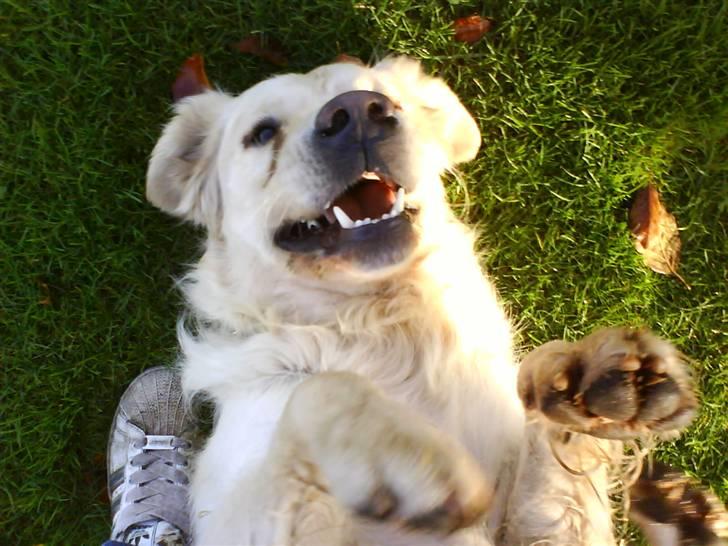 Golden retriever simba <3 (himmel hund) -  hihi vi leger. hygge billede 1