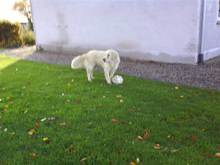 Golden retriever simba <3 (himmel hund) - skal jeg komme med bolden billede 2