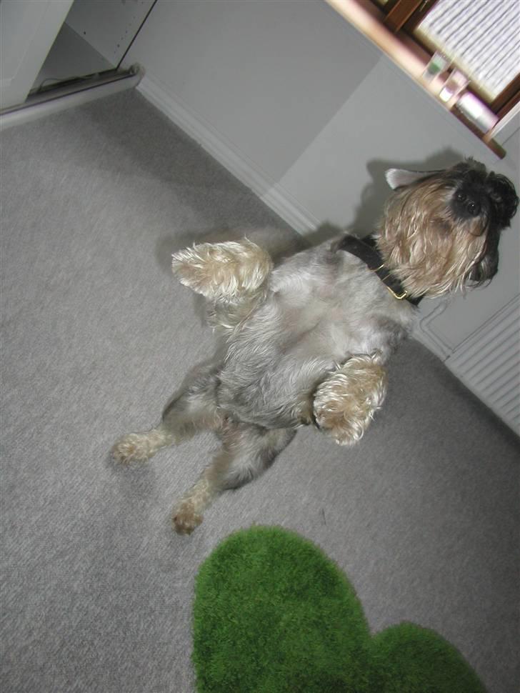 Mellemschnauzer Rabjerg's Skywalker - Komando "stå!"  { Fotograf : Miig ! } billede 12