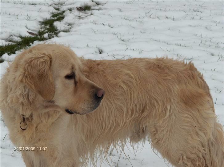 Golden retriever simba <3 (himmel hund) - de bukaler vi har vundet sammen billede 3