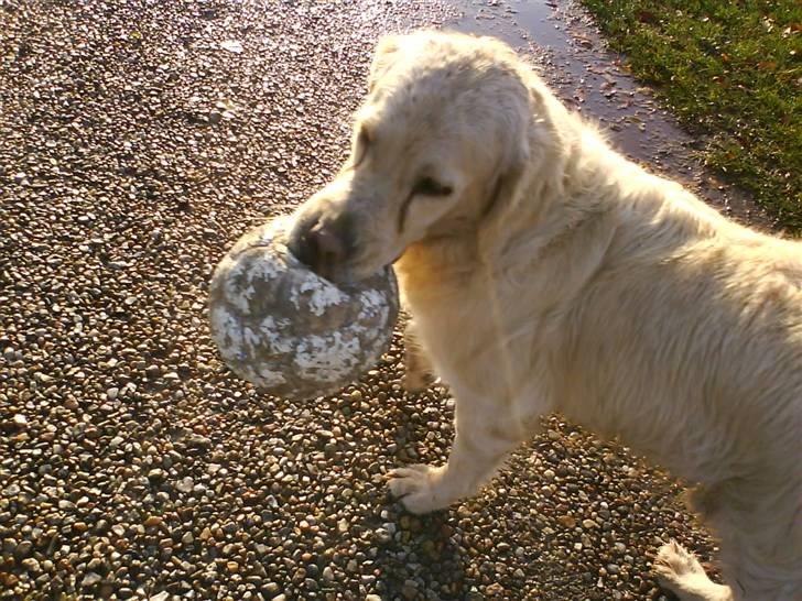 Golden retriever simba <3 (himmel hund) - vil du ikke lege hihi  billede 4