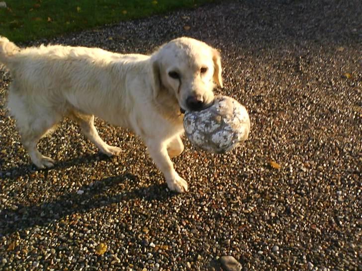 Golden retriever simba <3 (himmel hund) - jeg vil lege billede 5