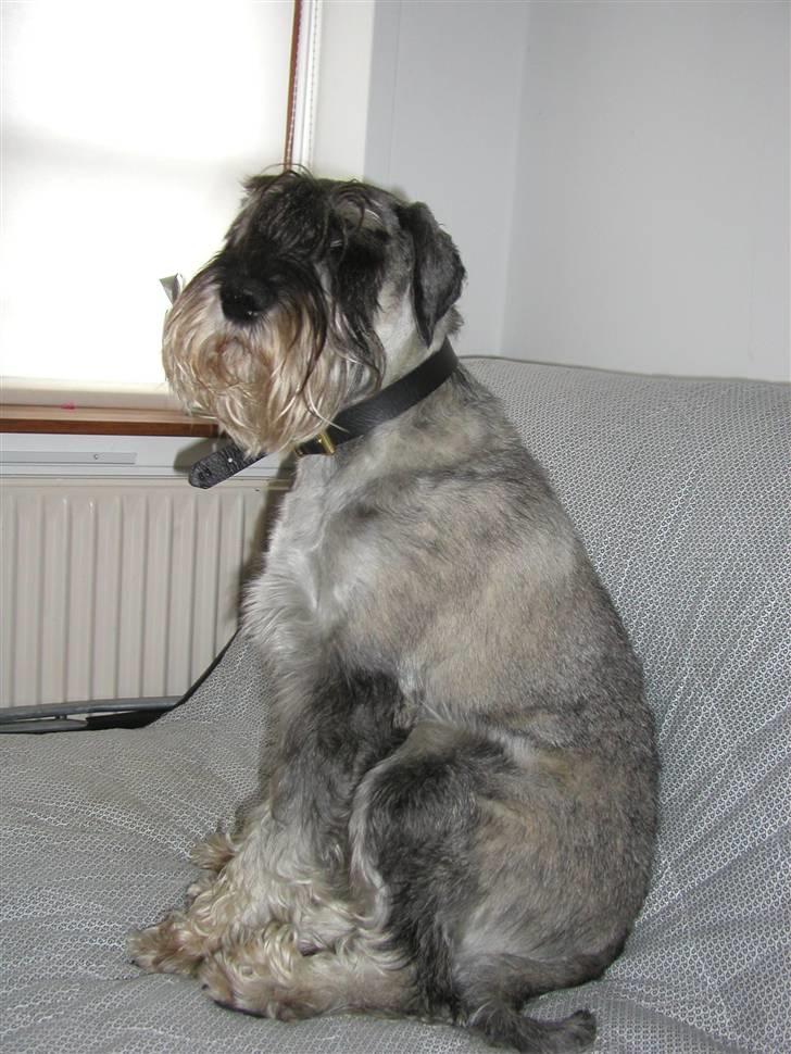 Mellemschnauzer Rabjerg's Skywalker - I Miin Sofa  { Fotograf : Miig ! } billede 13