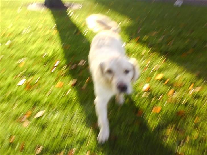 Golden retriever simba <3 (himmel hund) - hihi kommer når du kalder billede 6