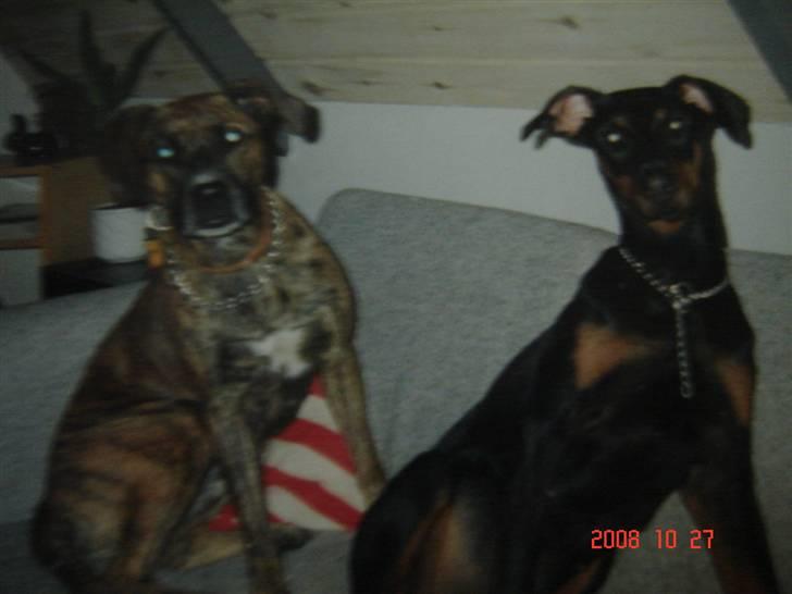 Blanding af racer Dina R.I.P billede 2