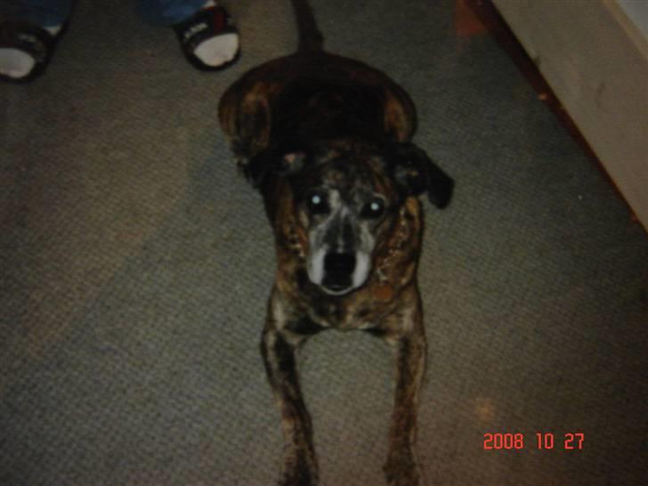 Blanding af racer Dina R.I.P billede 3