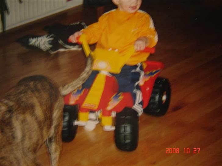 Blanding af racer Dina R.I.P billede 5